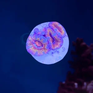 Acanthastrea Ultra rainbow