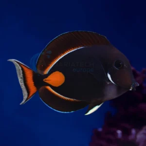 Acanthurus Achilles “Achilles Tang”
