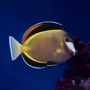 Acanthurus Japonicus “Powder Brown Tang”