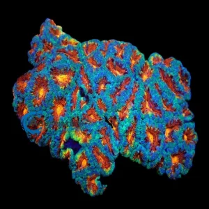 Acanthastrea Blue red Ultra